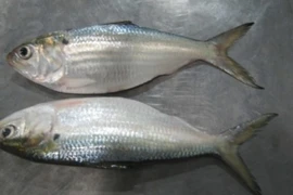 Loại cá giàu canxi hơn sữa, là “kẻ thù” của tiểu đường và ung thư...