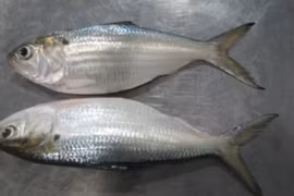 Loại cá giàu canxi hơn sữa, là “kẻ thù” của tiểu đường và ung thư...