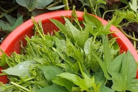 Rau lang- loài rau dân dã tốt như thần dược