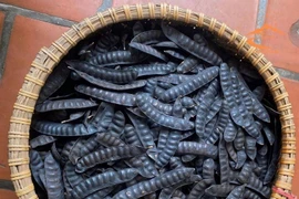 Giá trị chữa bệnh bất ngờ từ quả bồ kết