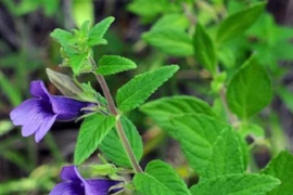 Bác sĩ chỉ rõ loại cây nhân trần hỗ trợ trị viêm gan có nên uống hàng ngày