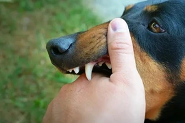 Tử vong do bệnh dại tăng cao gấp đôi: Phòng tránh thế nào?