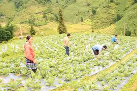 Lào Cai: Phụ nữ thay đổi nếp nghĩ, cách làm khẳng định vị thế làm chủ 