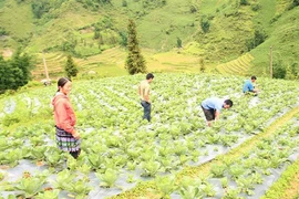 Lào Cai: Phụ nữ thay đổi nếp nghĩ, cách làm khẳng định vị thế làm chủ 