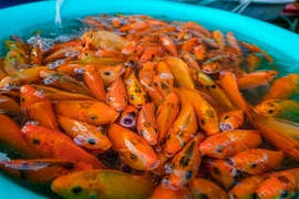 Có nên cầu tài lộc, sung túc khi cúng ông Công ông Táo?