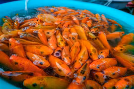 Có nên cầu tài lộc, sung túc khi cúng ông Công ông Táo?