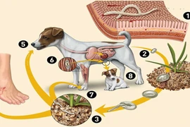 Đau bụng âm ỉ bệnh nhân tá hóa khi kết quả nhiễm giun đũa chó mèo