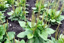 Mã đề - Cây thuốc quý của người nghèo, giúp chữa nhiều bệnh