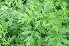 "Vua thảo mộc" mọc um tùm khắp vườn quê Việt, ăn vào xương khớp cực mê