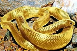 4 con giáp vượng vận đào hoa, gặp được chân ái trong tháng 8