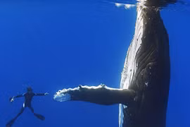 13 bức ảnh về người và vật khổng lồ, không ai nghĩ lại lớn đến thế