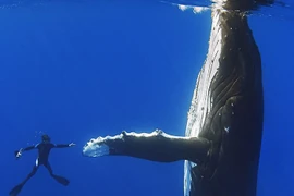 13 bức ảnh về người và vật khổng lồ, không ai nghĩ lại lớn đến thế