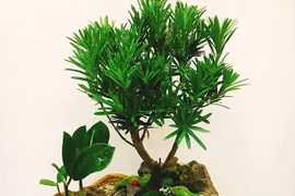 Đặt cây tùng la hán trong nhà, người mệnh này sẽ làm ăn phát đạt