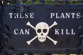 Rùng mình khu vườn 'sờ vào đâu cũng chết'