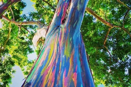 Kỳ bí cây bạch đàn bảy sắc cầu vồng