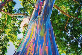 Kỳ bí cây bạch đàn bảy sắc cầu vồng