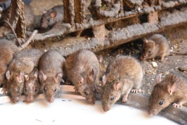 Kinh dị đền thờ ở Ấn Độ cho hơn 20.000 con chuột sống tự do