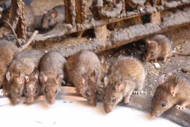 Kinh dị đền thờ ở Ấn Độ cho hơn 20.000 con chuột sống tự do