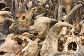 Hãi hùng chợ xương lớn nhất thế giới
