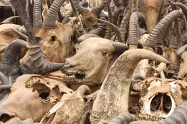 Hãi hùng chợ xương lớn nhất thế giới