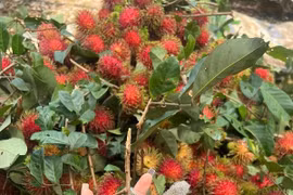 Chôm chôm cuối vụ tăng giá cao nhất 15.000 đồng/kg 