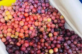 Nho kẹo đỏ Trung Quốc giá rẻ hơn rau