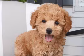 Sôi động thị trường thú cưng