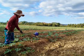 Lâm Đồng: Mưa nhiều gây ảnh hưởng đến vụ dưa hấu Tết Nguyên Đán