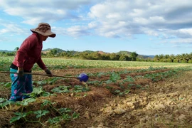 Lâm Đồng: Mưa nhiều gây ảnh hưởng đến vụ dưa hấu Tết Nguyên Đán