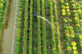 Sắc Xuân rực rỡ bao trùm những làng hoa