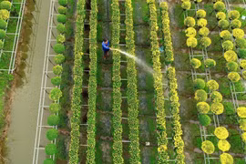 Sắc Xuân rực rỡ bao trùm những làng hoa