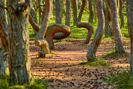 Bí ẩn "khu rừng nhảy múa" khiến các chuyên gia cũng bối rối