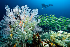 Choáng ngợp khung cảnh tại "thiên đường cuối cùng trên Trái Đất"