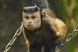 Chú khỉ sở hữu gương mặt đặc biệt khiến mạng xã hội "bùng nổ"