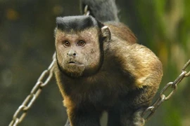 Chú khỉ sở hữu gương mặt đặc biệt khiến mạng xã hội "bùng nổ"