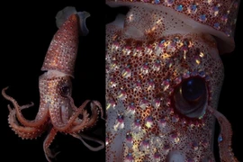 Vẻ đẹp siêu thực của loài mực sở hữu cái tên đặc biệt