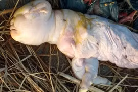 Ấn Độ: Phát hoảng dê con sinh ra mang gương mặt một đứa trẻ