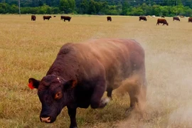 Hãi hùng người phụ nữ bị 20 con bò giẫm đạp