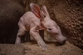 Sinh vật có hình dáng đặc biệt chào đời sau 90 năm chờ đợi