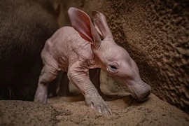 Sinh vật có hình dáng đặc biệt chào đời sau 90 năm chờ đợi