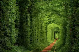 Khung cảnh đẹp như tranh vẽ tại đường hầm tình yêu ở Ukraine