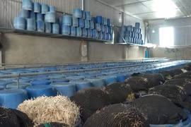 Vụ giá đỗ ngậm chất cấm, Bộ NN&PTNT lên tiếng