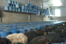 Vụ giá đỗ ngậm chất cấm, Bộ NN&PTNT lên tiếng