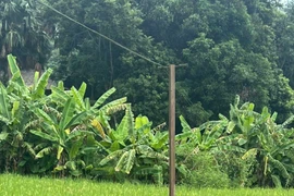 Lào Cai: Hai phụ nữ tử vong, một trẻ bị thương do điện giật