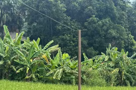 Lào Cai: Hai phụ nữ tử vong, một trẻ bị thương do điện giật