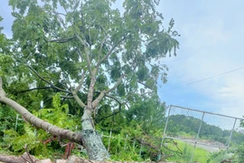 Hà Nội: Tăng cường bảo vệ, phát triển cây xanh đô thị