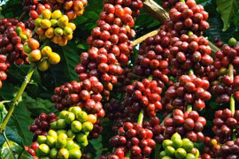 Giá cà phê hôm nay 9/12: Tăng mạnh 300 đồng/kg trên toàn Tây Nguyên