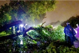 Bão số 5 giật mạnh đổ bộ thổi bay nóc nhà, cây cối gãy đổ hàng loạt ở miền Trung