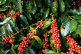 Giá cà phê hôm nay 12/12: Bất ngờ giảm mạnh 500 đồng/kg trên toàn Tây Nguyên