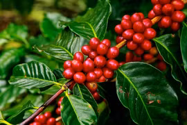 Giá cà phê hôm nay 18/9: Quay đầu giảm kỷ lục, còn 33.400 đồng/kg